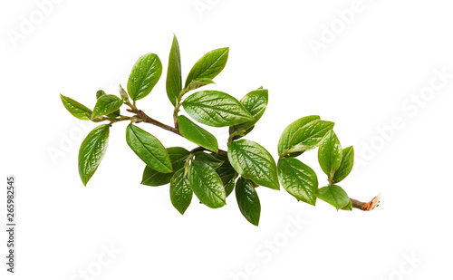 Spring twig with green leaves