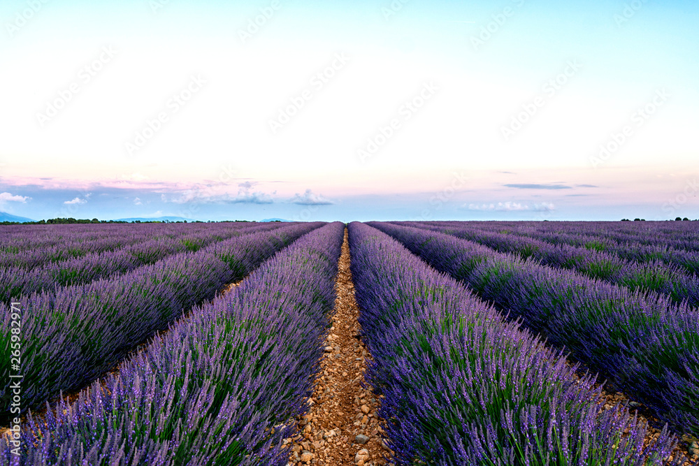 Fototapeta premium View of French lavender field at sunset. Sunset over a violet lavender field in Provence, France, Valensole. Summer nature landscape. Europe tourism or holiday vacation travel concept.