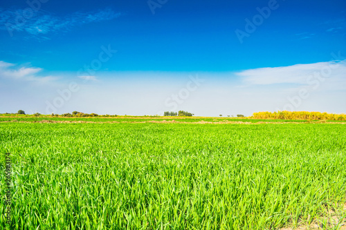 beautiful green fields of wheat in punjab pakistan  landscape with blue sky in background.