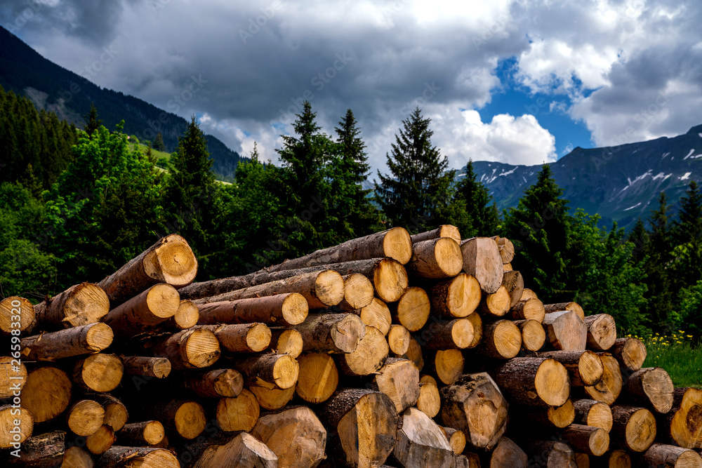 Wooden logs of pine woods in the forest, stacked in a pile in Swiss Alps. Freshly chopped tree logs stacked up on top of each other in a pile.