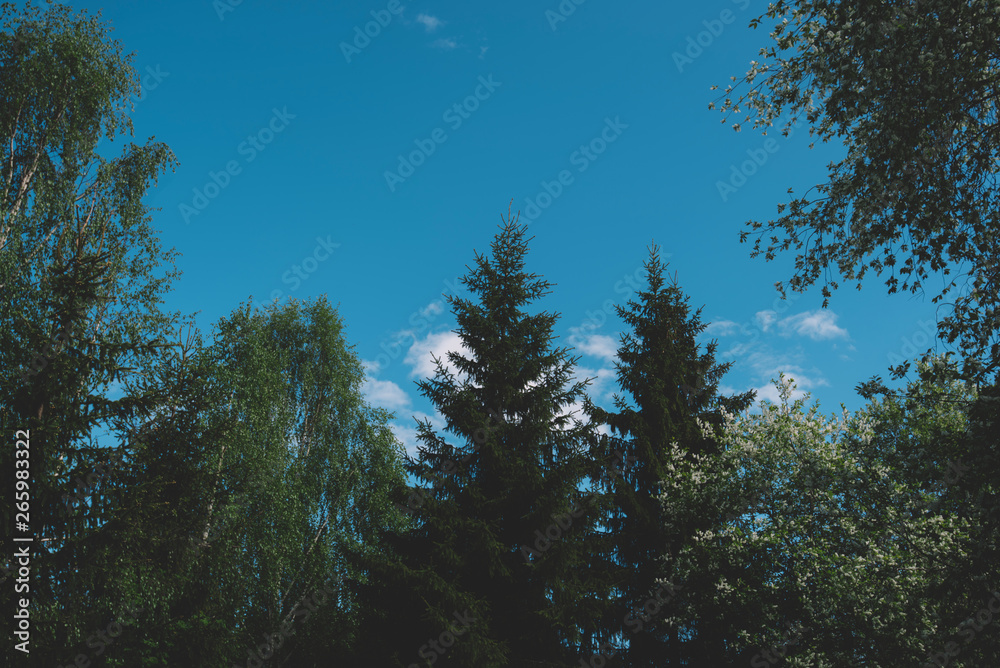Landscape with fir forest in vintage retro style.