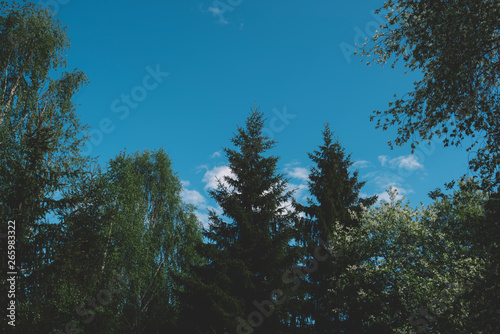 Landscape with fir forest in vintage retro style.