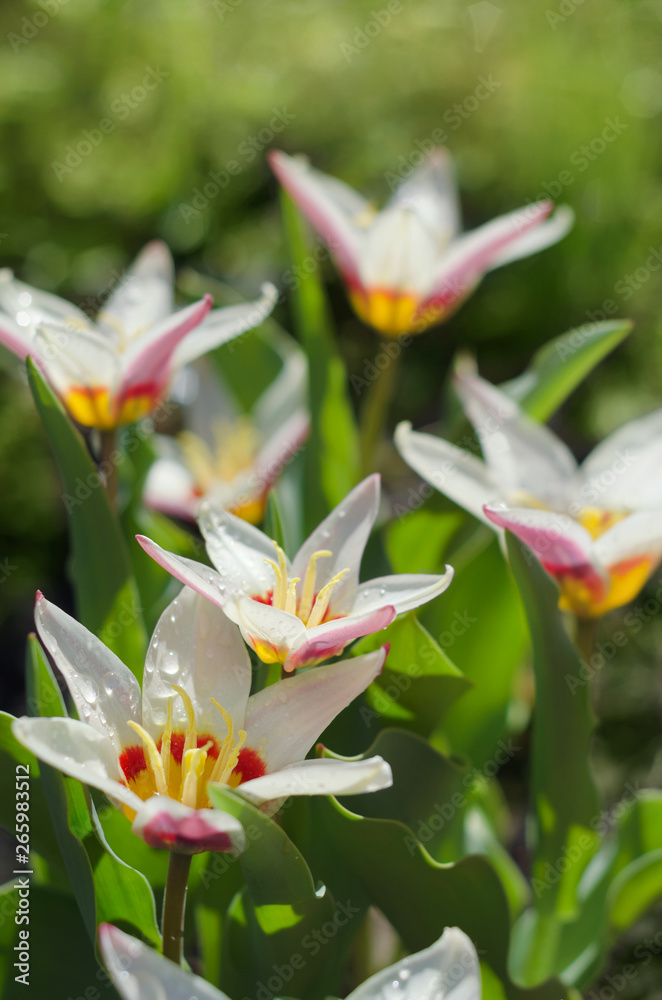 Obraz premium Flowering of the first perennial tulips in the spring. Selective focus.