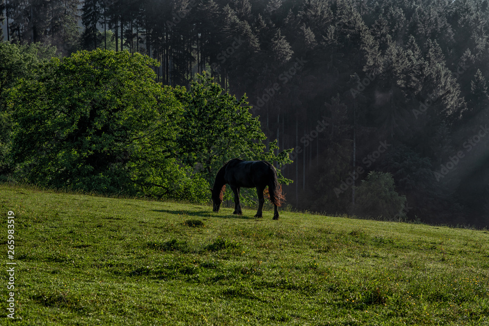 Black horse with long mane in grass field. Scenic view of a picturesque mountain in Germany, Black Forest. Summer vacation and ecology background. Ecosystem and healthy environment concept. Black horse with long mane in grass field. Scenic view of a picturesque mountain in Germany, Black Forest. Summer vacation and ecology background. Ecosystem and healthy environment concept.