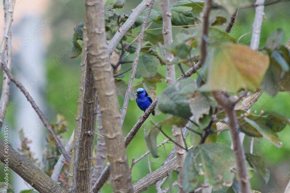 Fototapeta premium Photo of red-legged honeycreeper, Boquete, Panama