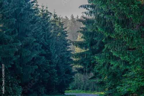 A woodland in Germany  Black Forest. Healthy green trees in a forest of old spruce  fir and pine trees in wilderness of a national park. Sustainable ecosystem and healthy environment concept.