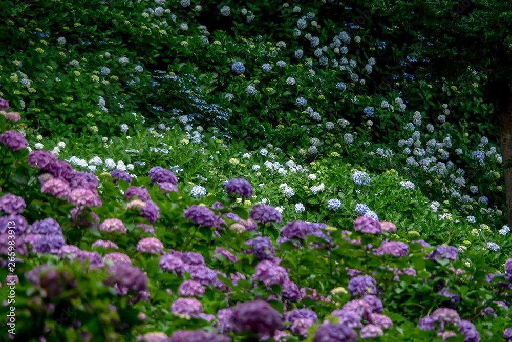 紫陽花の咲く山