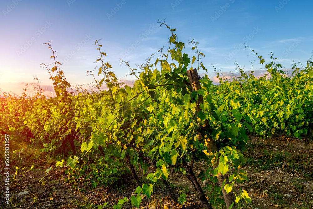 Scenic landscape with beautiful vineyards and valleys in golden evening light at sunset, Val d'Orcia, Tuscany, Italy.