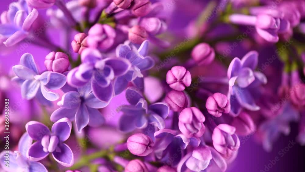 Lilac. Blooming violet lilac flowers closeup. Spring scene. Opening flowers time lapse. 4K UHD video footage 3840X2160 Lilac. Blooming violet lilac flowers closeup. Spring scene. Opening flowers time lapse. 4K UHD video footage 3840X2160