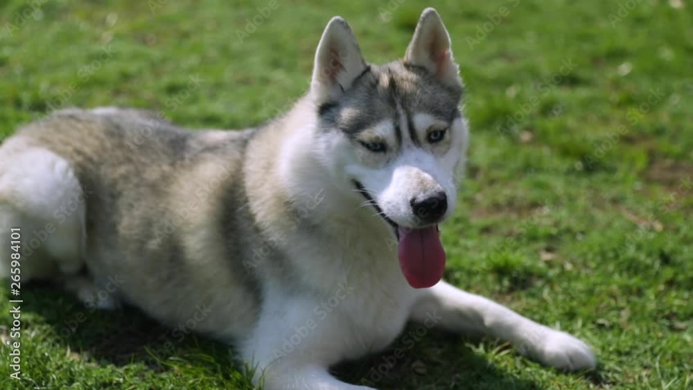 Silver dog Husky sitting and watching around in slow motion from top view Silver dog Husky sitting and watching around in slow motion from top view