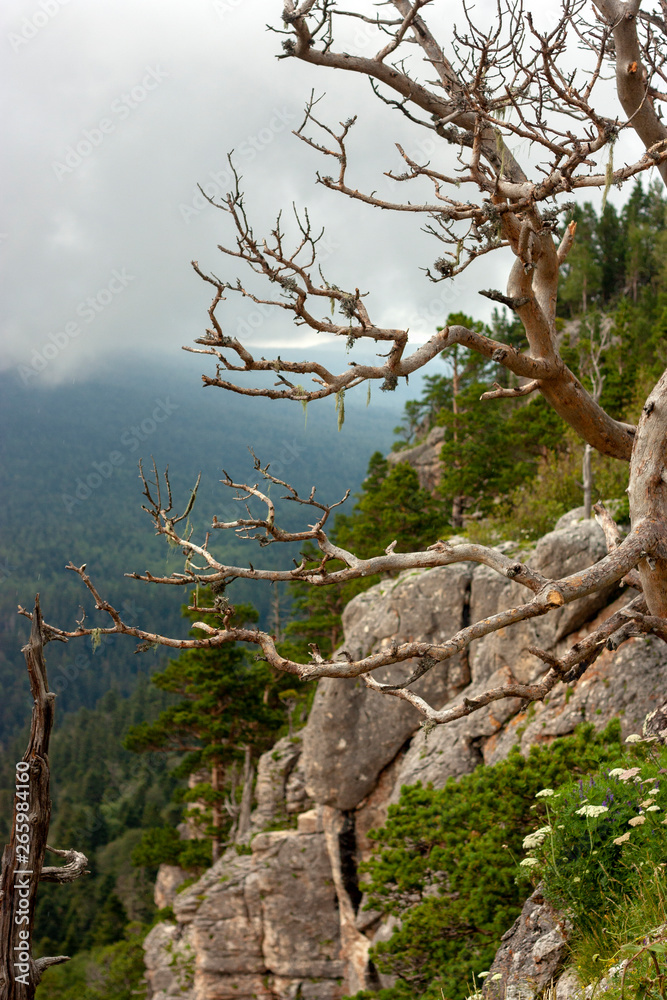 View of the rock near the checkpoint in the Lago-Naki Caucasian Reserve. Green trees on a summer day and mountains in the clouds in the background. Western Caucasus, Krasnodar Territory, Russia
