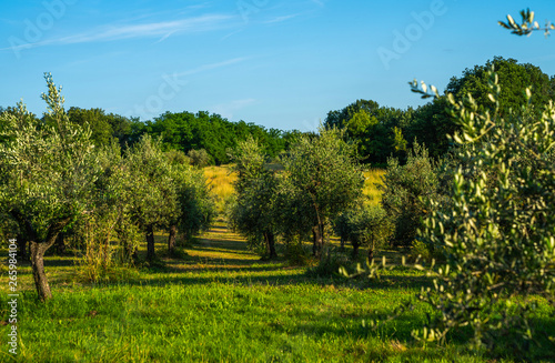 A view across an Olive grove to the valley below in summer. Tuscany, Italy.