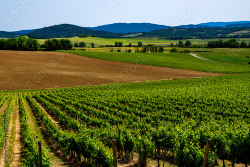 Chianti region in summer season. View of countryside and Chianti vineyards from San Gimignano. Tuscany  Italy  Europe. Travel. Beautiful destination. Holiday outdoor vacation trip.