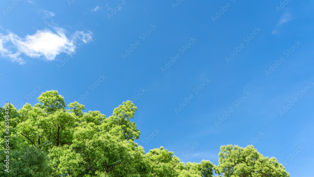 Obraz premium 新緑・青空