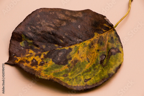 Colorful autumn leaf on pink background