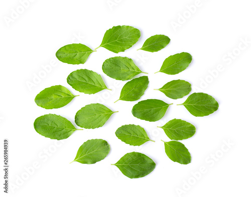 Holy Basil,Ocimum sanctum leaf isolated on white background. top view