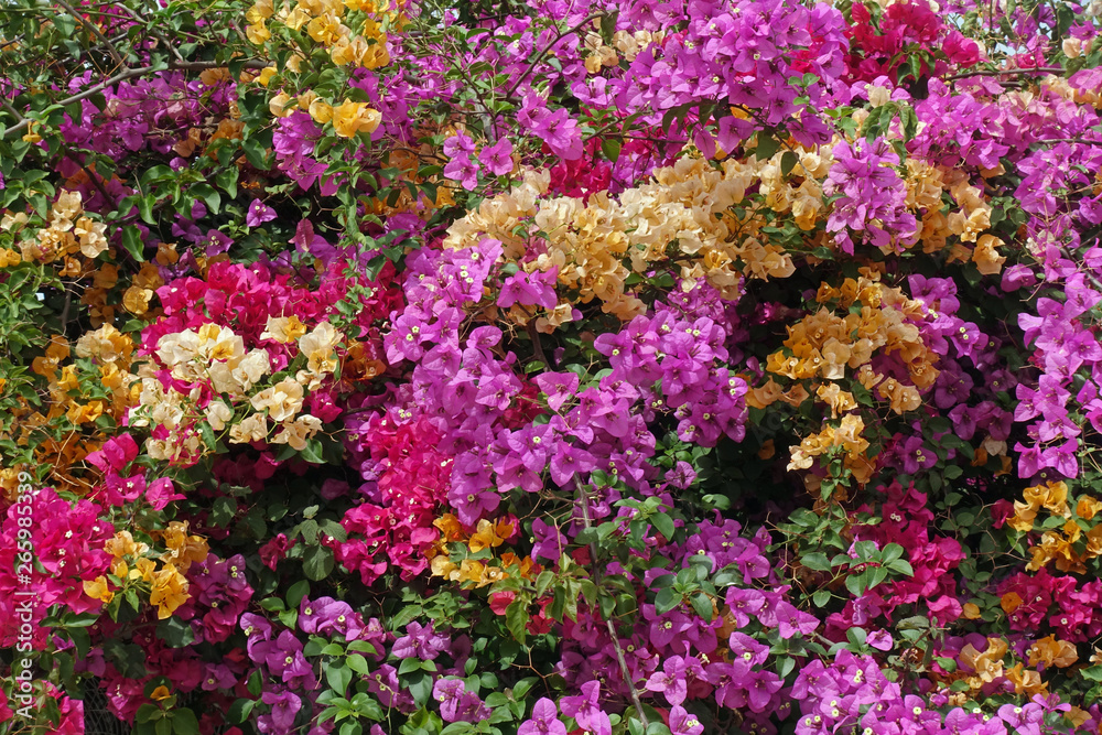 Blühende Bougainvilleas