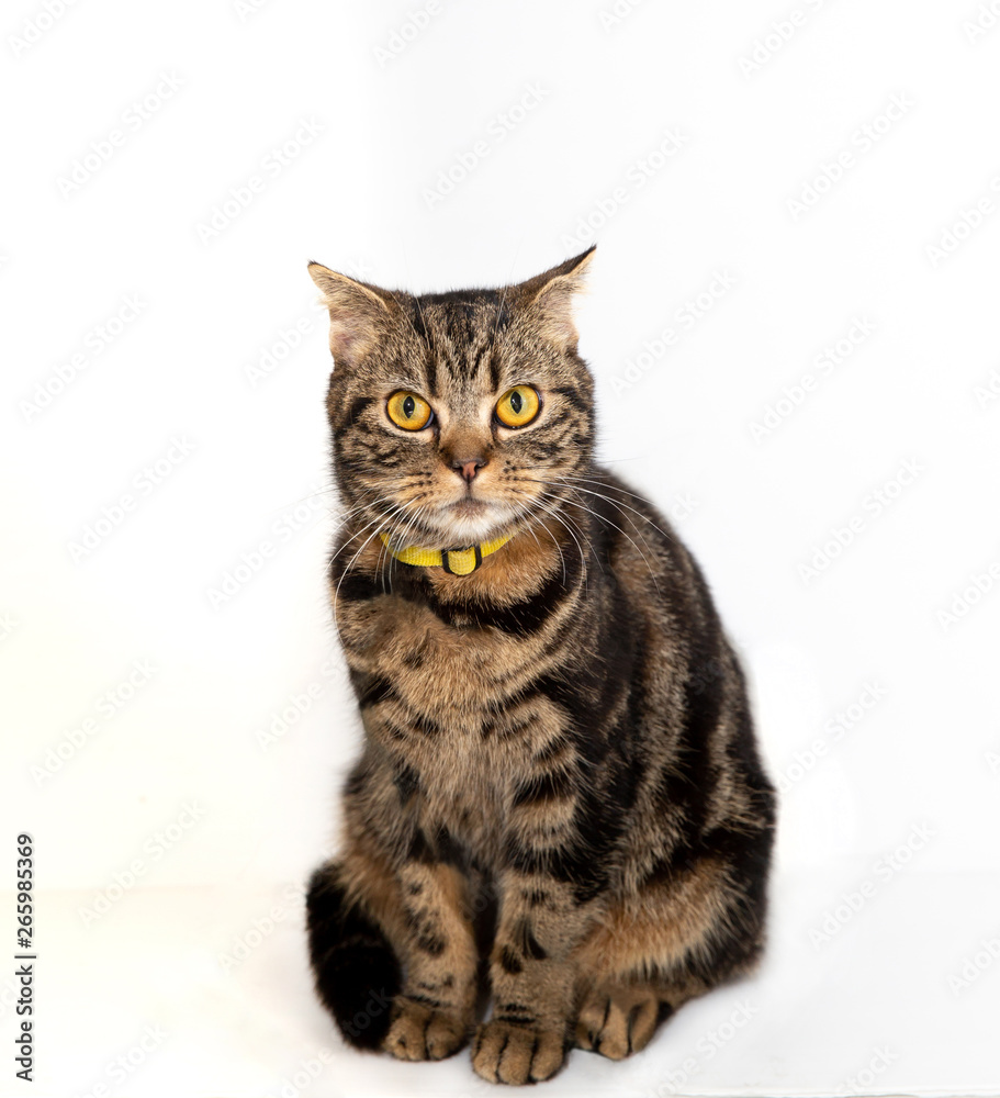 Domestic cat on white background