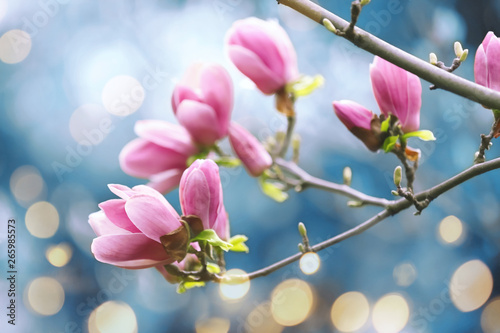 Magnolia tree with beautiful flowers outdoors, closeup. Amazing spring blossom