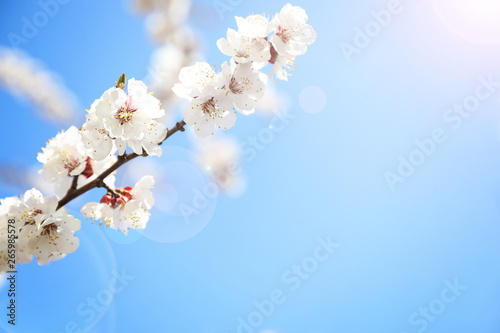 Beautiful apricot tree branch with tiny tender flowers against blue sky, space for text. Awesome spring blossom