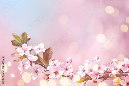 Beautiful tree branch with tiny tender flowers on sunny day  space for text. Awesome spring blossom