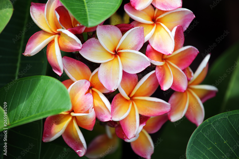 beautiful blooming plumeria flower