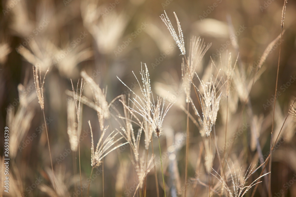 Obraz premium dry reeds grass background.
