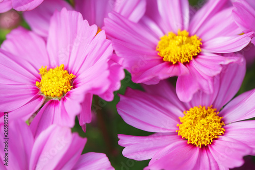 close up of pink cosmos flower