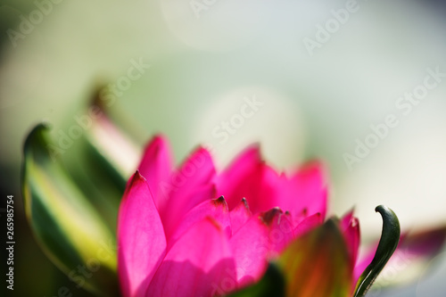close up of beautiful lotus flower background.