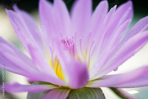 beautiful blooming lotus flower