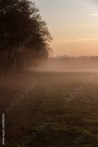 Nebel auf einem Feld