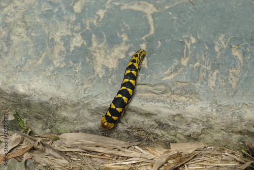 Caterpillar in Longsheng Rice Terraces, China