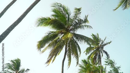 Isolated coconut palm trees against the bright sky before sunset. Palm leaves moving in the wind in the evening. Slow motion footage.
