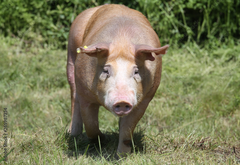 Head shot closeup of a young duroc pig on the meadow Head shot closeup of a young duroc pig on the meadow