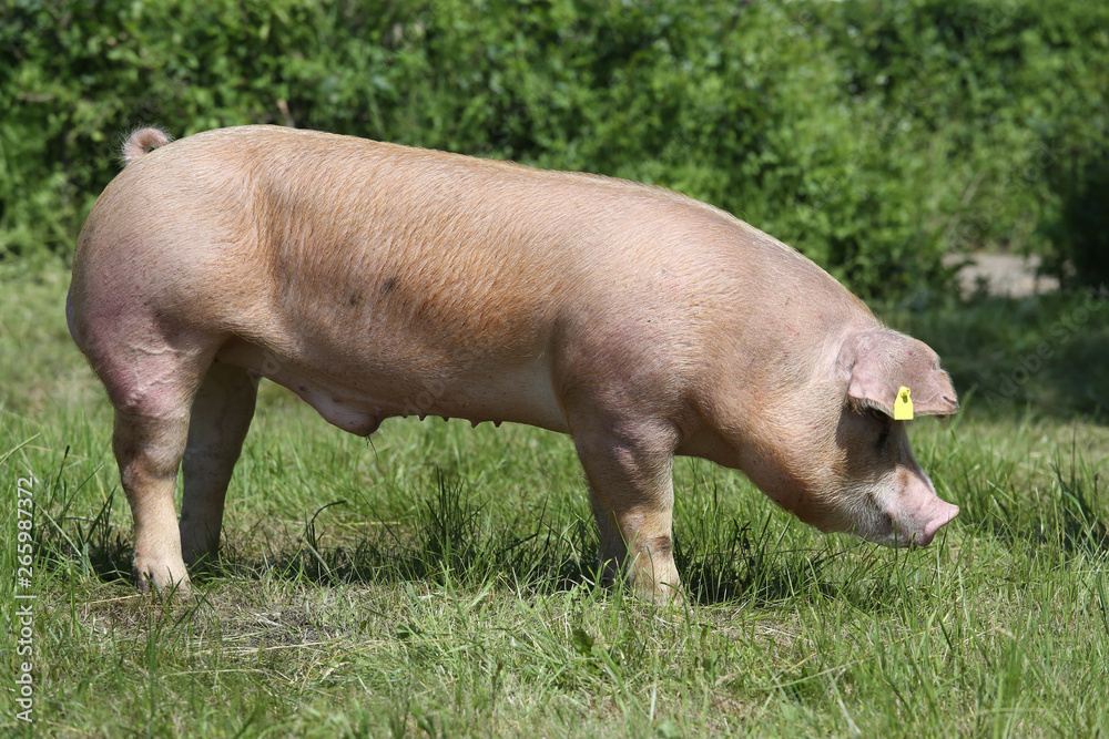 Duroc pig grazing on the meadow Duroc pig grazing on the meadow
