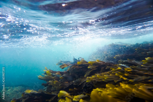 Canvastavla Colorful kelp vegetaion in cold nordic water.
