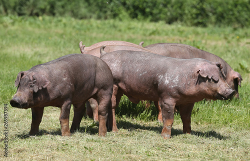 Young duroc pig herd grazing on farm field summertime