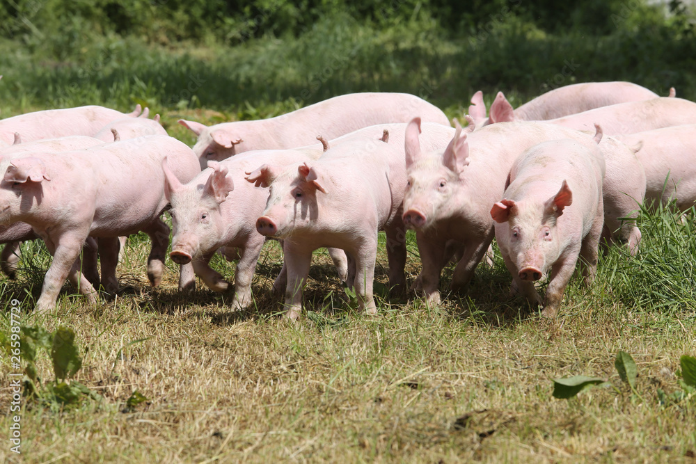 Pigs farming raising breeding in animal farm rural scene Pigs farming raising breeding in animal farm rural scene
