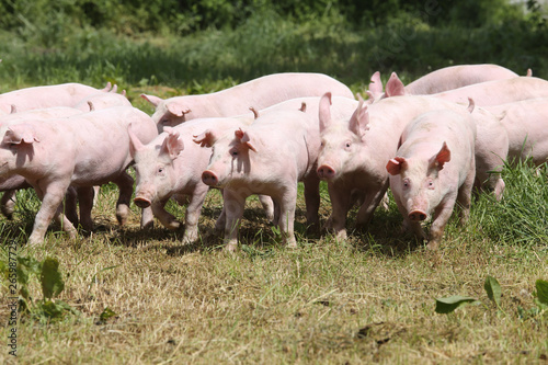 Pigs farming raising breeding in animal farm rural scene