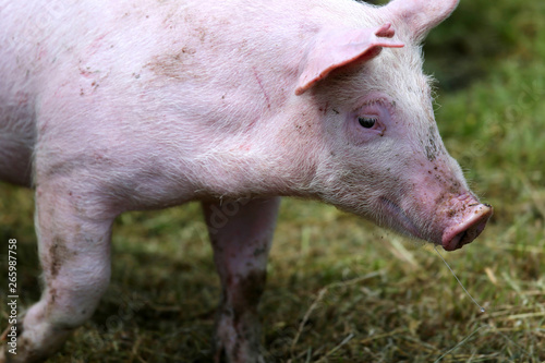 Head of a small piglet closeup on animal farm summertime