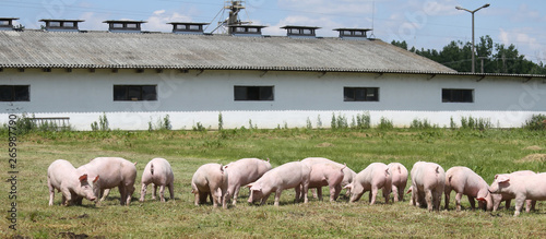 Little pigs piglets graze free on the farm summertime photo