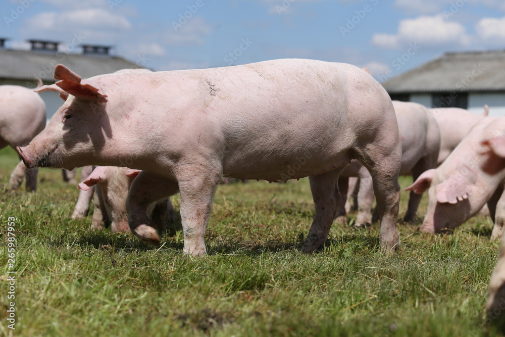 Group of small pigs eating fresh green grass on the meadow Group of small pigs eating fresh green grass on the meadow