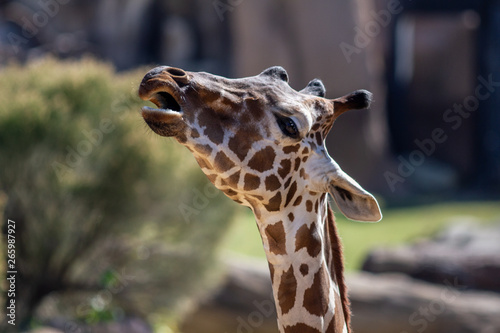 Photography Giraffe
