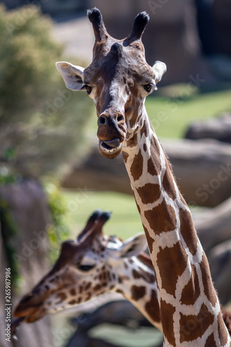 Giraffe © luis sandoval