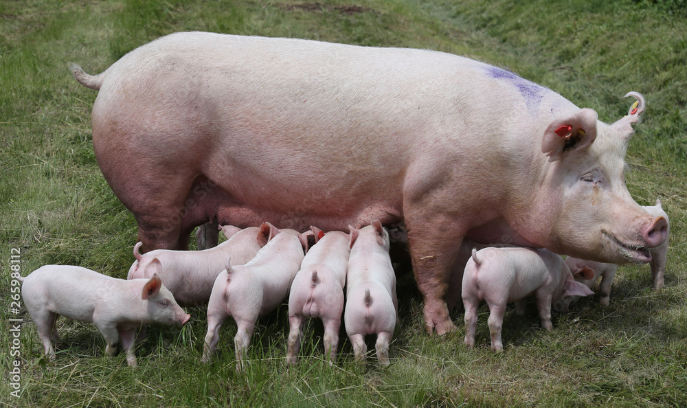 Breast feeding piglets on animal farm on the meadow Breast feeding piglets on animal farm on the meadow