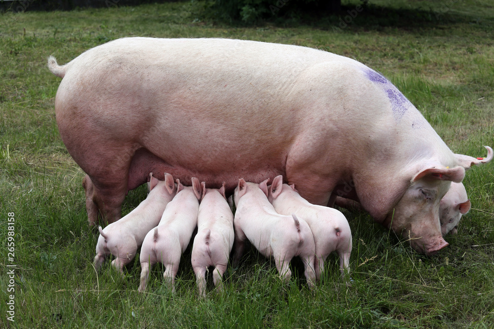 Little pigs breast-feeding closeup at animal farm rural scene summertime Little pigs breast-feeding closeup at animal farm rural scene summertime
