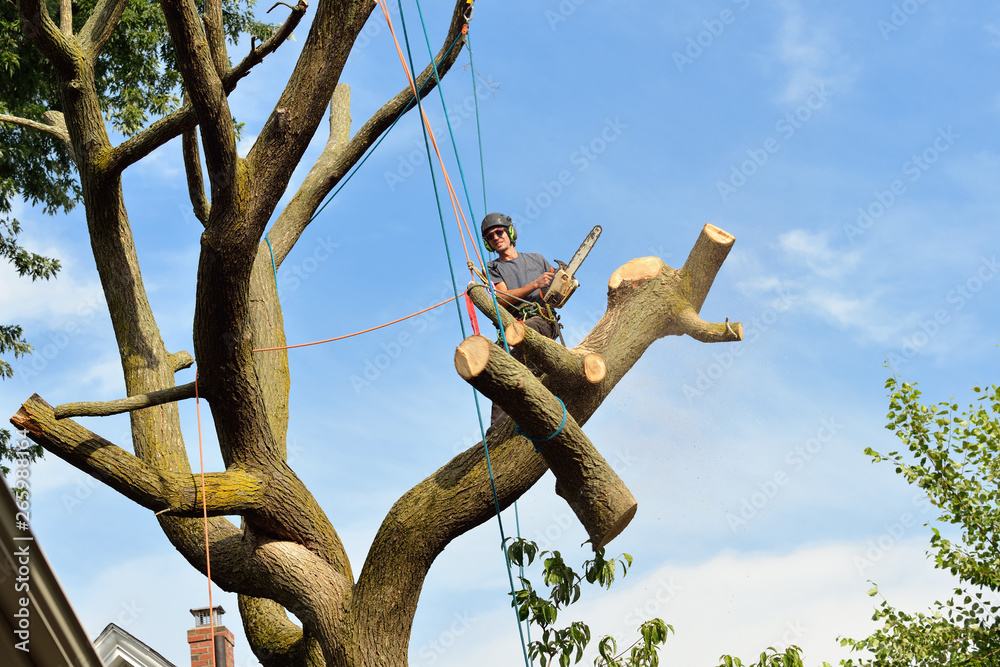 Big Log Coming Down, Tree Removal. Arborist rigging and felling dead elm  with chainsaw, ropes and protective gear. Stock Photo
