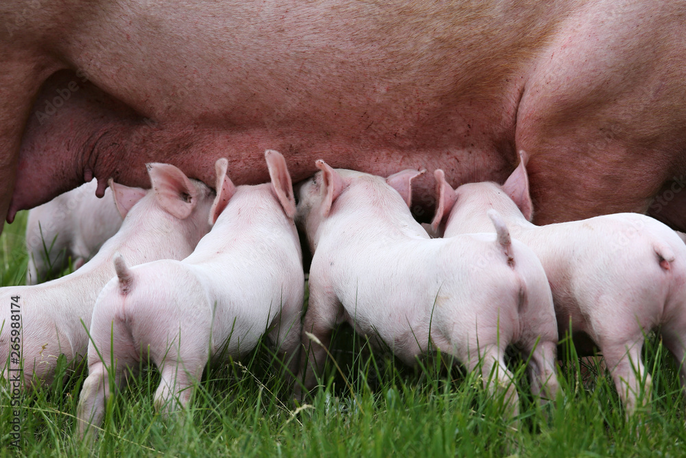 Little pigs breast-feeding closeup at animal farm rural scene summertime Little pigs breast-feeding closeup at animal farm rural scene summertime