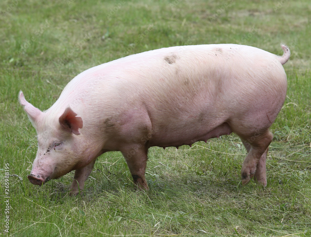 Closeup photo of a cute piglet on animal farm summertime Closeup photo of a cute piglet on animal farm summertime
