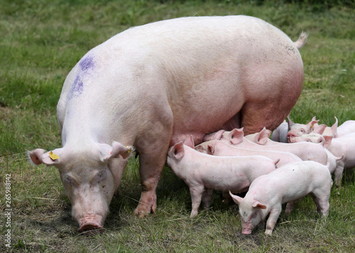 Breastfeeding piglets on animal farm on the meadow © acceptfoto